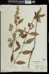 Mentha canadensis image