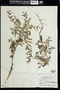 Mentha canadensis image