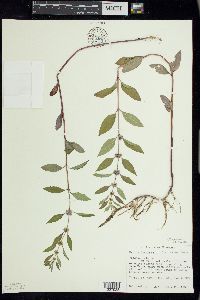 Mentha canadensis image