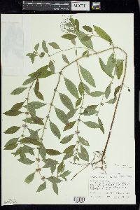 Mentha canadensis image