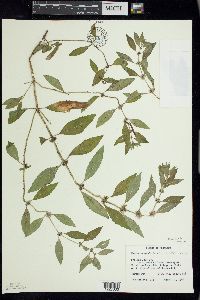 Mentha canadensis image