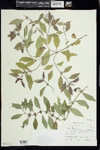 Mentha canadensis image