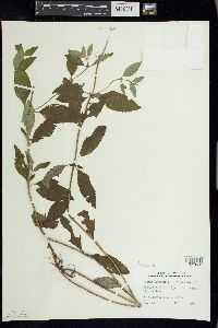 Mentha canadensis image