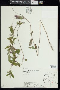 Mentha canadensis image