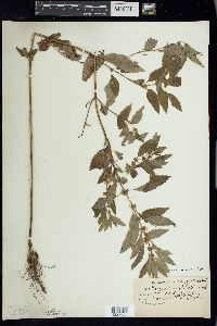 Mentha canadensis image