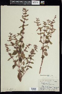 Mentha canadensis image