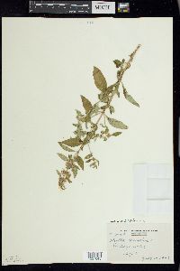 Mentha canadensis image