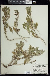 Mentha canadensis image