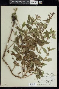 Mentha canadensis image