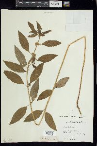 Mentha canadensis image