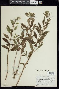 Mentha canadensis image