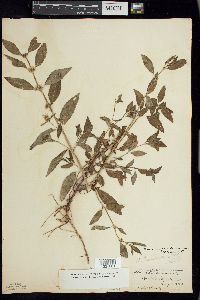 Mentha canadensis image