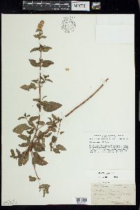 Mentha × piperita image