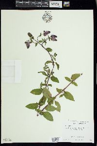 Mentha × piperita image