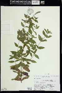 Mentha spicata image