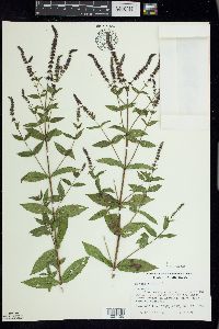 Mentha spicata image