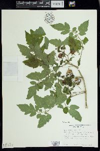 Solanum lycopersicum image