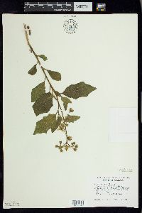 Solanum carolinense f. albiflorum image