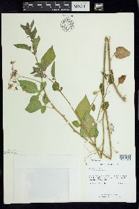 Solanum dulcamara f. albiflorum image