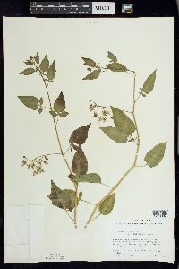 Solanum dulcamara f. albiflorum image