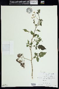 Solanum dulcamara f. albiflorum image