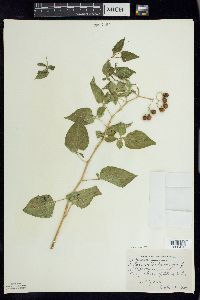 Solanum dulcamara f. albiflorum image