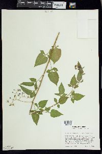 Solanum dulcamara f. albiflorum image