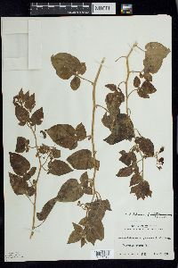 Solanum dulcamara f. albiflorum image