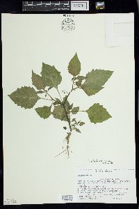 Solanum ptychanthum image