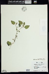 Solanum ptychanthum image