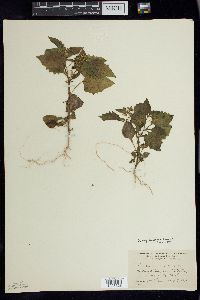 Solanum ptychanthum image