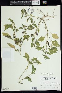 Solanum ptychanthum image