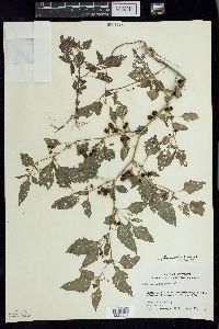 Solanum ptychanthum image