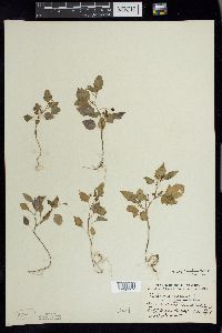 Solanum ptychanthum image