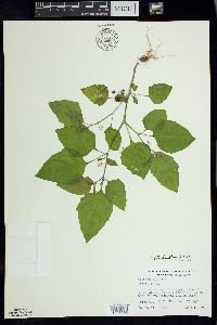 Solanum ptychanthum image