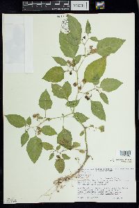 Solanum ptychanthum image