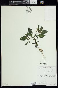 Solanum ptychanthum image