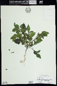 Solanum ptychanthum image