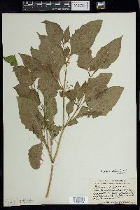 Solanum ptychanthum image