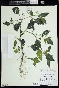 Solanum ptychanthum image