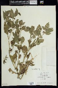 Solanum ptychanthum image