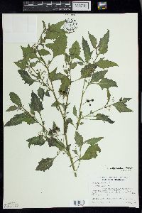 Solanum ptychanthum image