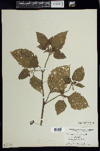 Solanum ptychanthum image