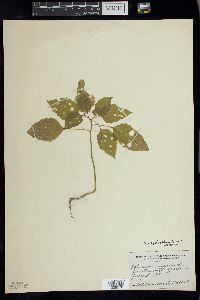 Solanum ptychanthum image