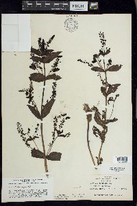 Veronica anagallis-aquatica image