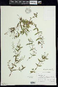 Veronica anagallis-aquatica image