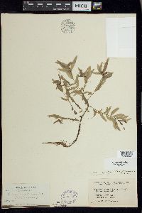 Veronica anagallis-aquatica image