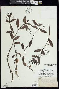 Veronica beccabunga var. americana image