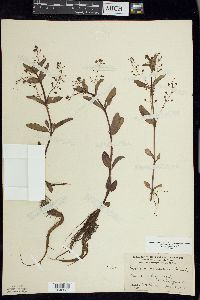 Veronica beccabunga var. americana image