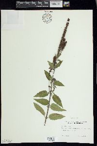 Veronica longifolia image